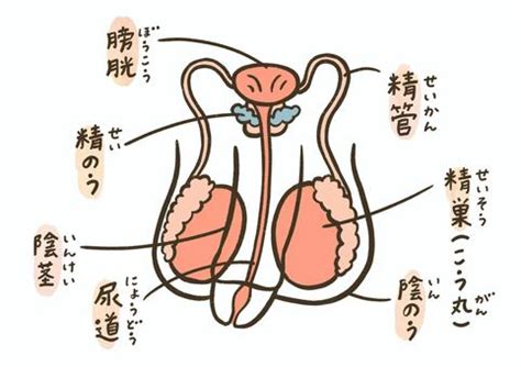 ペニス 名前|男性生殖器のしくみ（精巣・精管・精嚢・前立腺・尿道・射精）。